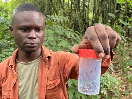 Interview de notre doctorant Amour MOUANDA : les fourmis légionnaires pour la recherche du virus Ebola au Congo-Brazzaville